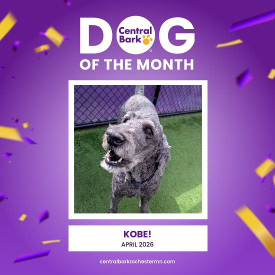 Kobe, April 2026 Dog of the Month at Central Bark Rochester, MN, celebrating his daycare spotlight.