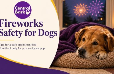 Dog resting indoors under a blanket while fireworks are visible outside, representing fireworks safety for dogs.