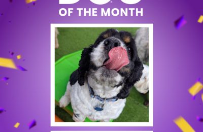 Dudley Doo, June 2026 Dog of the Month at Central Bark Rochester, MN, celebrating his daycare spotlight.