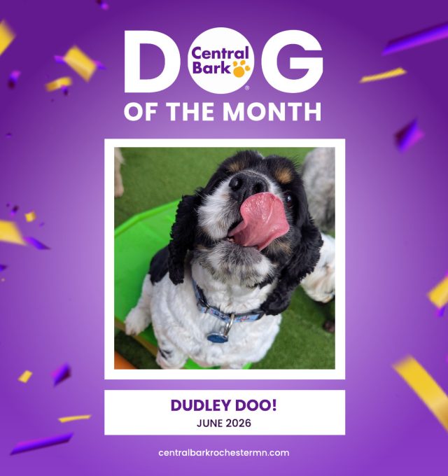 Dudley Doo, June 2026 Dog of the Month at Central Bark Rochester, MN, celebrating his daycare spotlight.