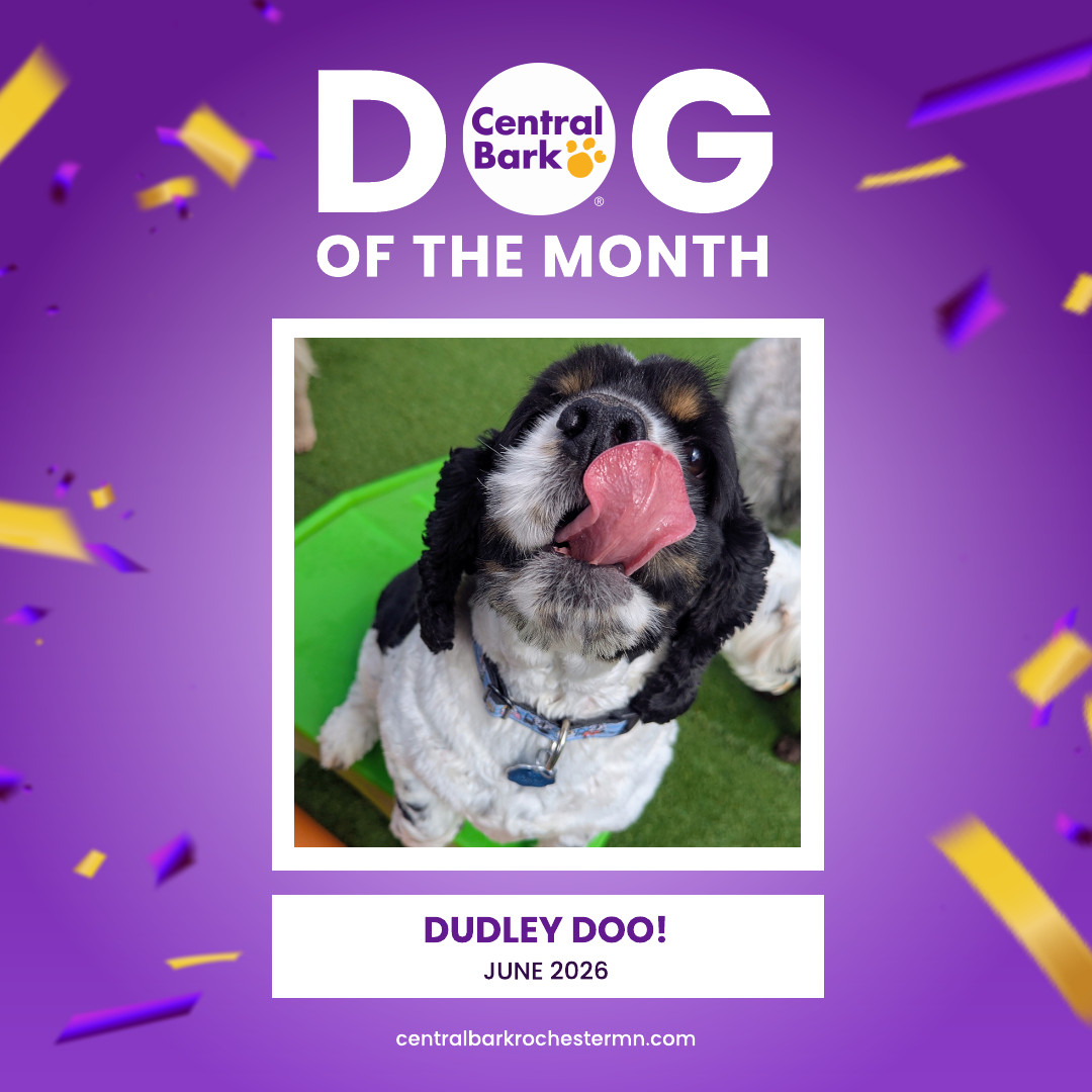 Dudley Doo, June 2026 Dog of the Month at Central Bark Rochester, MN, celebrating his daycare spotlight.