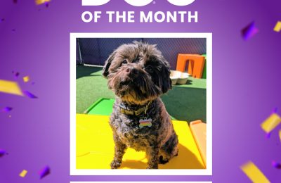 Yuuki, May 2026 Dog of the Month at Central Bark Rochester, MN, smiling during daycare playtime.