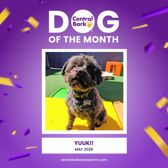 Yuuki, May 2026 Dog of the Month at Central Bark Rochester, MN, smiling during daycare playtime.