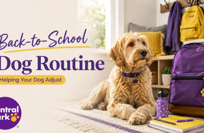 Dog resting near back-to-school supplies, representing routine changes and helping dogs adjust during the school year.