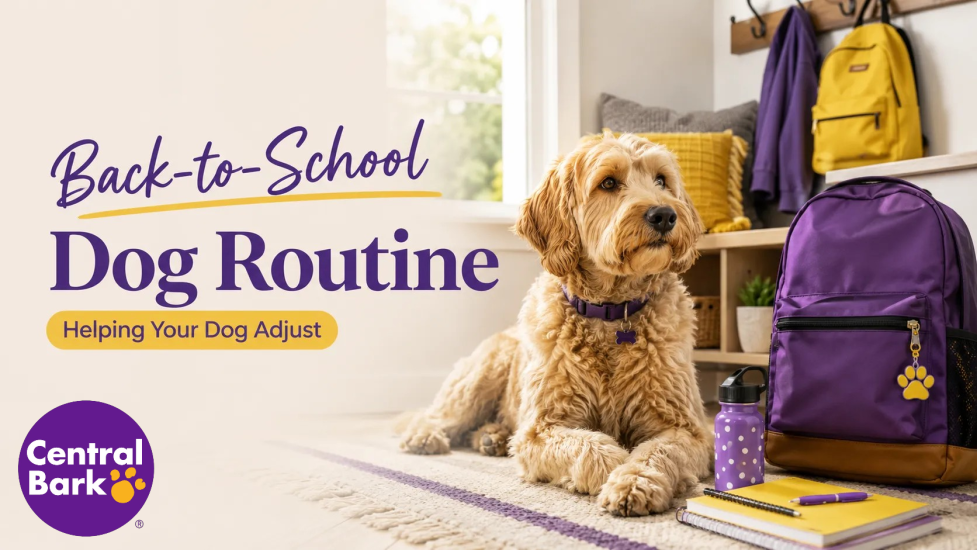 Dog resting near back-to-school supplies, representing routine changes and helping dogs adjust during the school year.