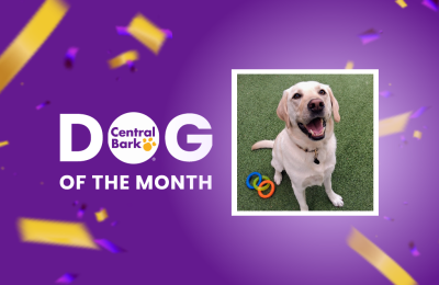 Whiskey, August 2026 Dog of the Month at Central Bark Rochester, MN, celebrating his daycare spotlight.