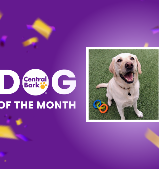 Whiskey, August 2026 Dog of the Month at Central Bark Rochester, MN, celebrating his daycare spotlight.