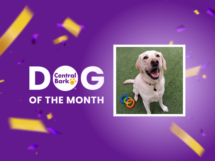 Whiskey, August 2026 Dog of the Month at Central Bark Rochester, MN, celebrating his daycare spotlight.