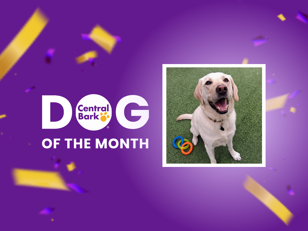 Whiskey, August 2026 Dog of the Month at Central Bark Rochester, MN, celebrating his daycare spotlight.