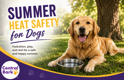 Happy dog resting in the shade with a water bowl, representing summer heat safety for dogs.