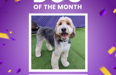 Arya, July 2026 Dog of the Month at Central Bark Rochester, MN, celebrating her daycare spotlight.