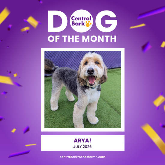 Arya, July 2026 Dog of the Month at Central Bark Rochester, MN, celebrating her daycare spotlight.