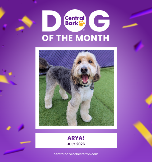 Arya, July 2026 Dog of the Month at Central Bark Rochester, MN, celebrating her daycare spotlight.