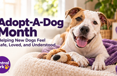 Happy adopted dog relaxing in a cozy home, representing Adopt-A-Dog Month and helping new dogs feel safe, loved, and understood.