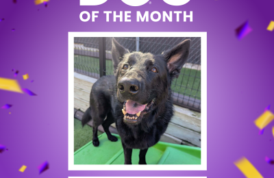 Onyx, October 2026 Dog of the Month at Central Bark Rochester, MN, celebrating his daycare spotlight.