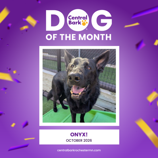 Onyx, October 2026 Dog of the Month at Central Bark Rochester, MN, celebrating his daycare spotlight.