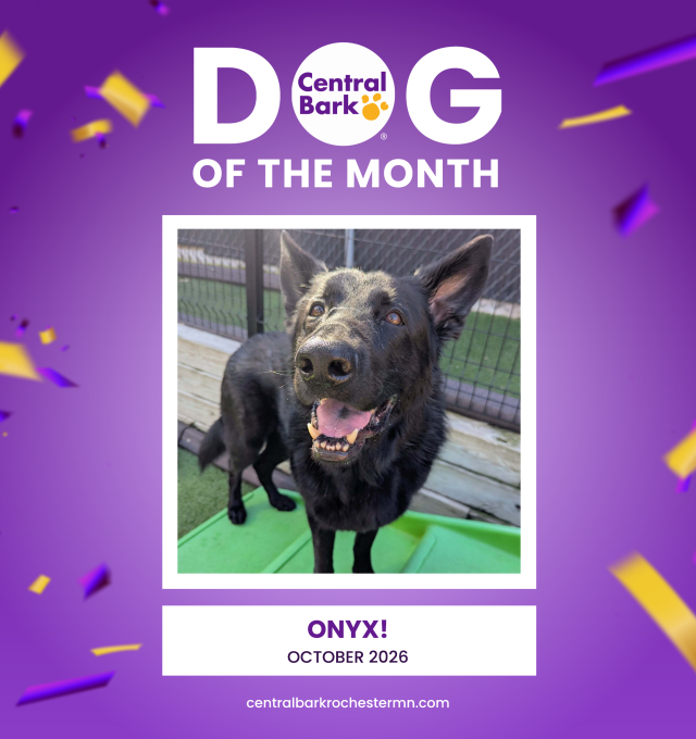 Onyx, October 2026 Dog of the Month at Central Bark Rochester, MN, celebrating his daycare spotlight.