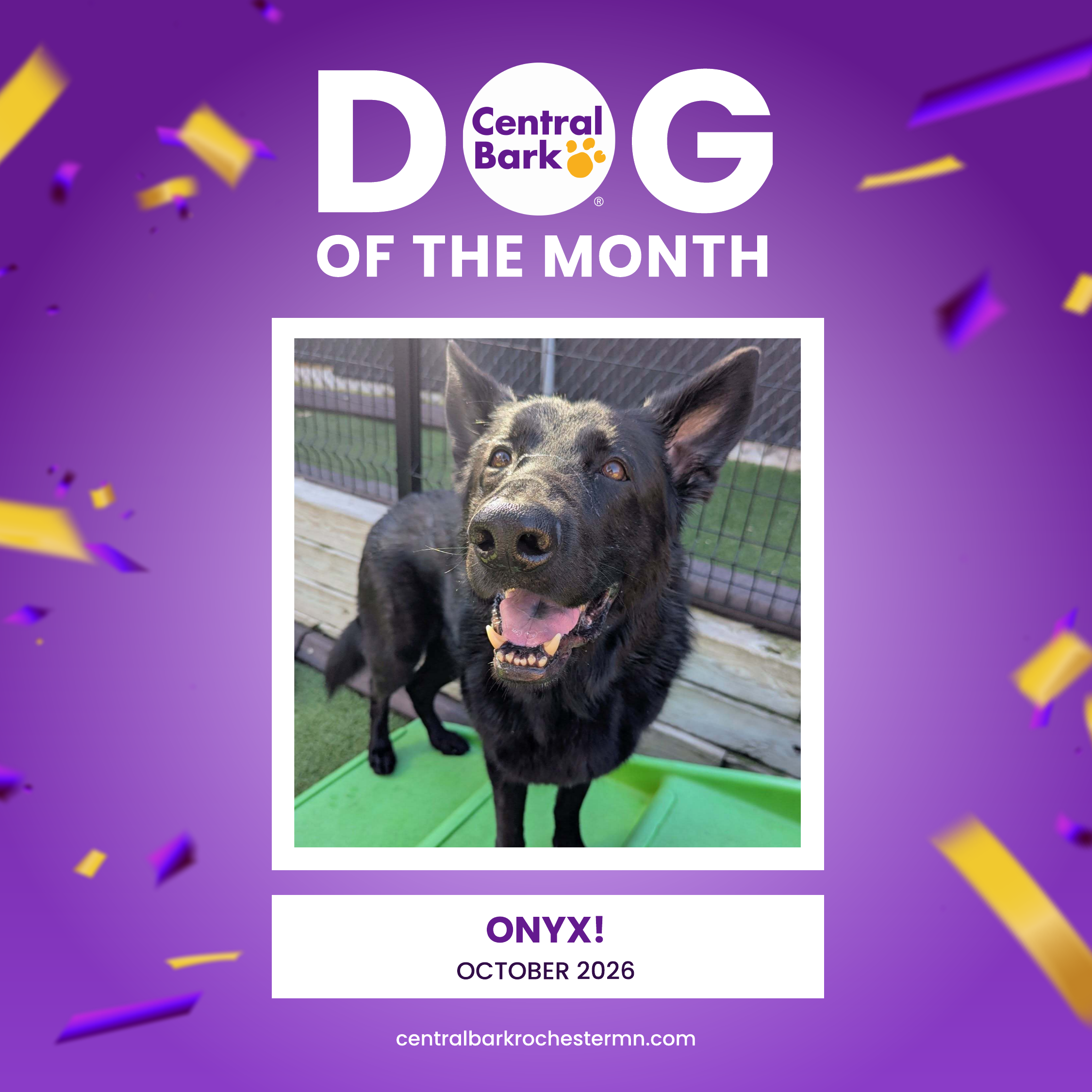 Onyx, October 2026 Dog of the Month at Central Bark Rochester, MN, celebrating his daycare spotlight.