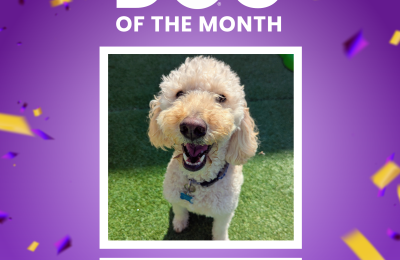 Parker, September 2026 Dog of the Month at Central Bark Rochester, MN, celebrating his daycare spotlight.