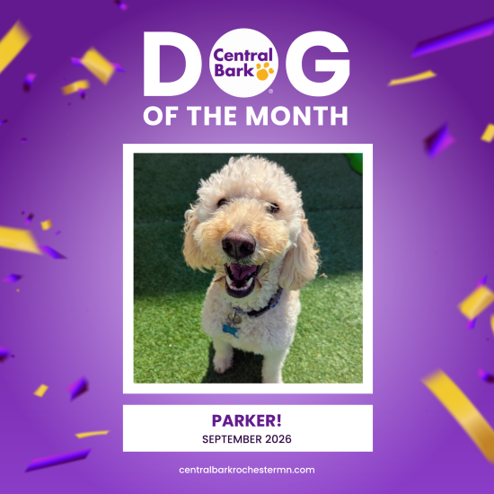 Parker, September 2026 Dog of the Month at Central Bark Rochester, MN, celebrating his daycare spotlight.