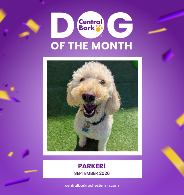 Parker, September 2026 Dog of the Month at Central Bark Rochester, MN, celebrating his daycare spotlight.