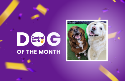 Lake and Rory, November 2026 Dogs of the Month at Central Bark Rochester, MN, smiling together during daycare.