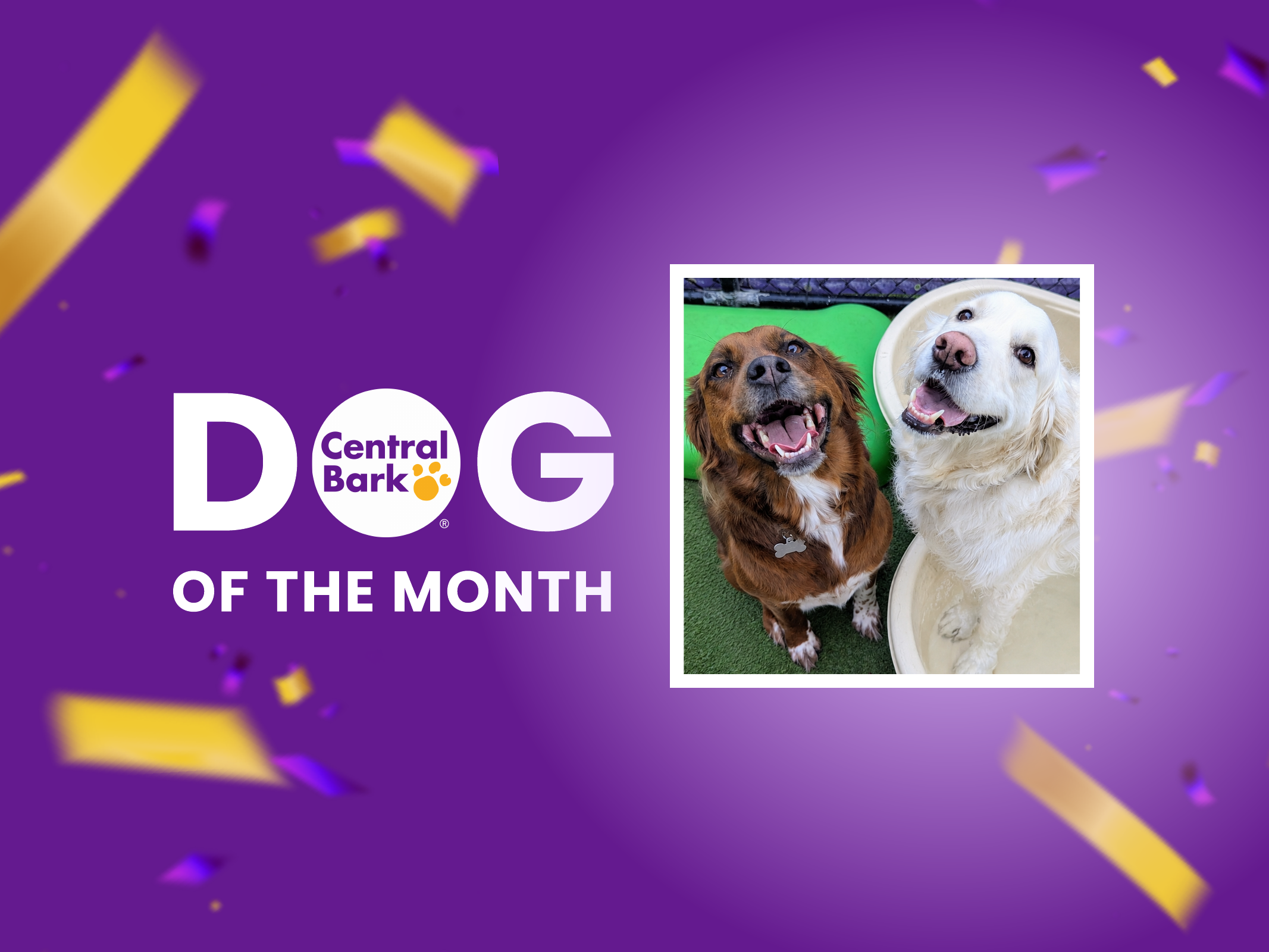 Lake and Rory, November 2026 Dogs of the Month at Central Bark Rochester, MN, smiling together during daycare.