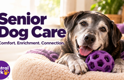Senior dog resting comfortably with an enrichment toy, representing senior dog care, comfort, and mental enrichment.