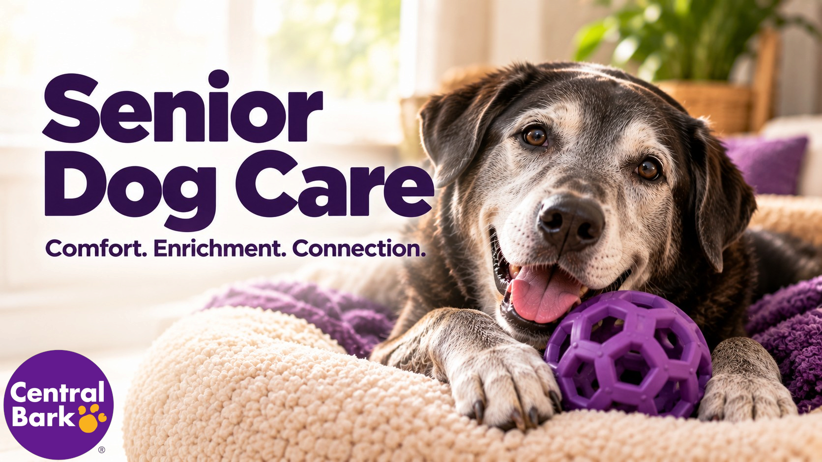 Senior dog resting comfortably with an enrichment toy, representing senior dog care, comfort, and mental enrichment.