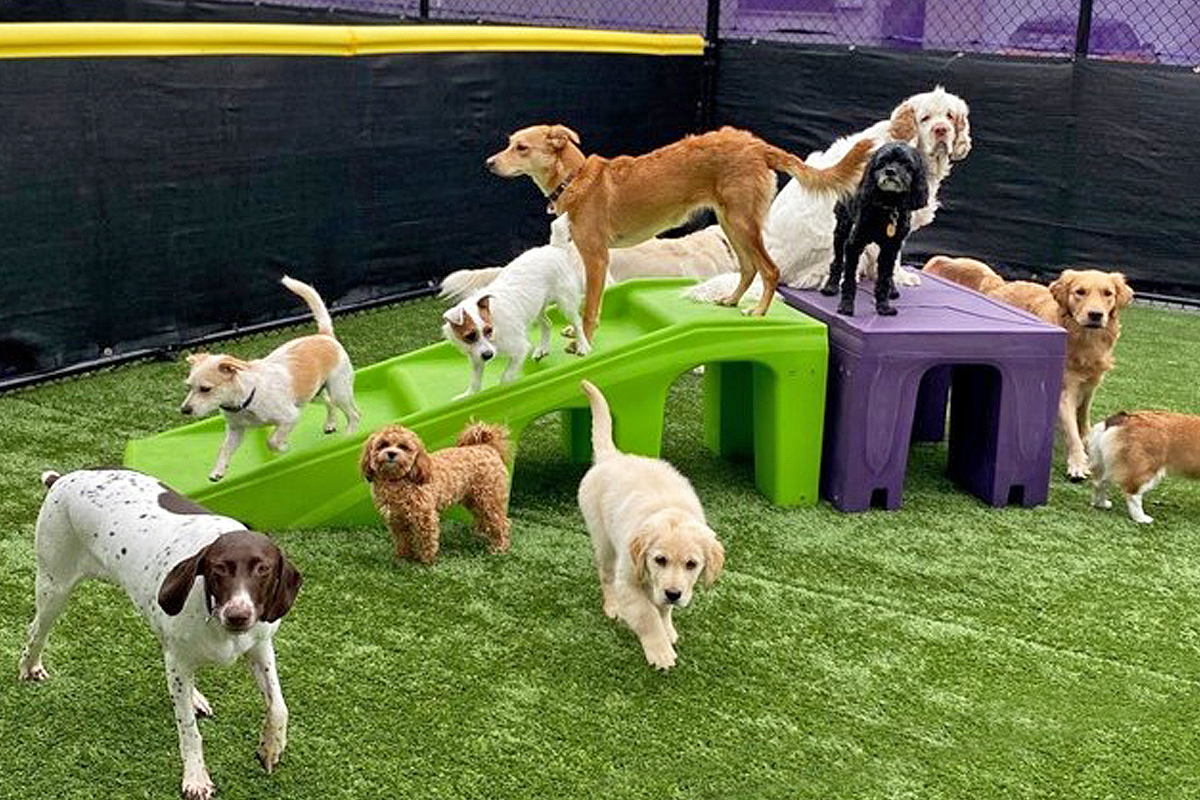 Central Bark Rochester Doggy Day care