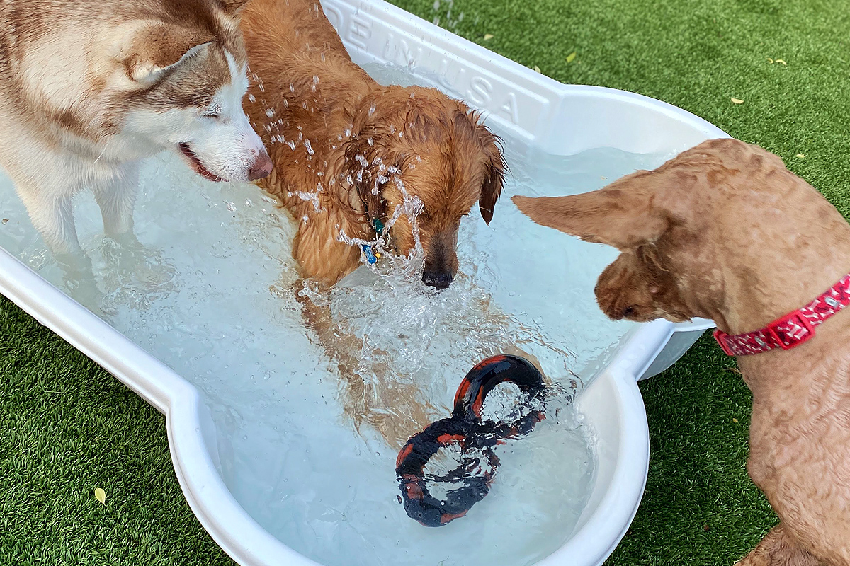doggies playing in water at Central Bark doggy day care