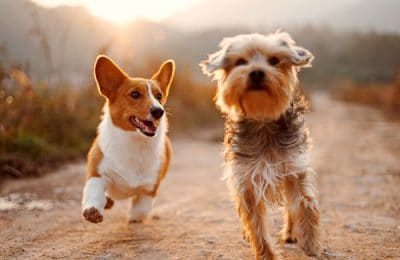 Three Tips for Living in a Multi-Dog Home