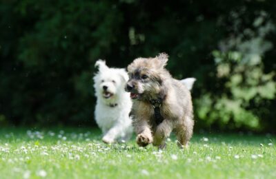 Puppy Socialization