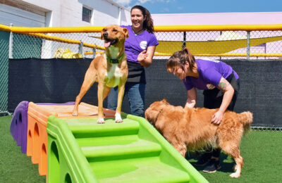 What is Dog Day Care?