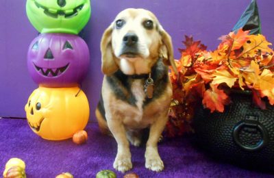 Congrats, Snoopy!