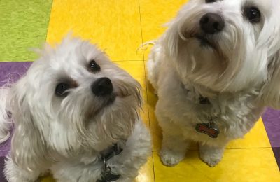 Congrats, Bronx & Brenna!