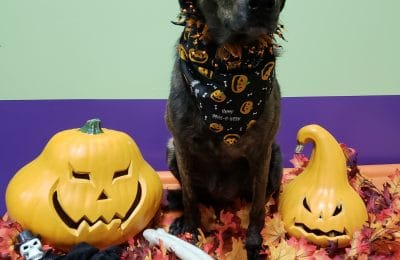 Congratulations Chalupa Batman!