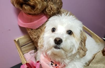 Congratulations, Birdie & Indy!