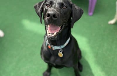 Congratulations, Tootsie
