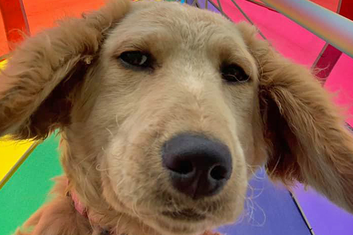 Central Bark Sheboygan - doggy posing for camera
