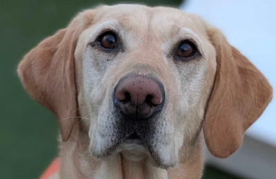 january dog of the month