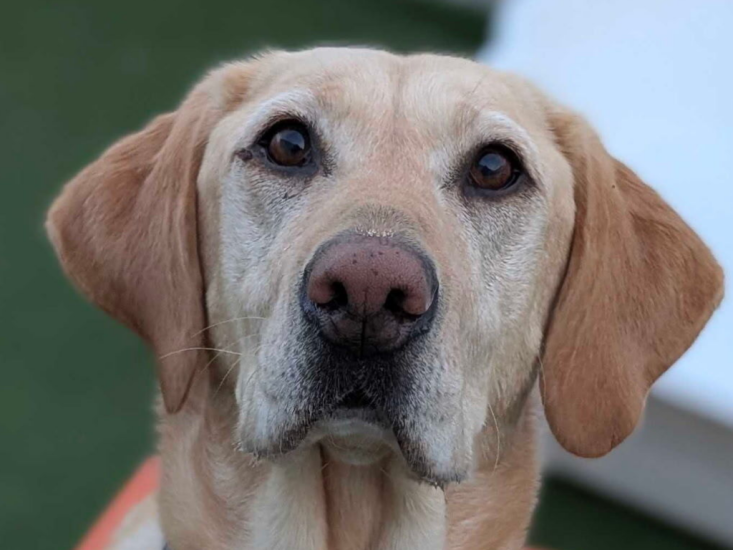 january dog of the month