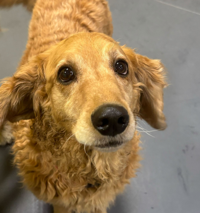 February 2026 Dog of the Month