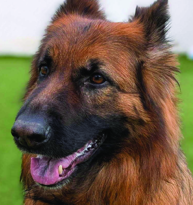🌟 Dog of the Month – May 🌟