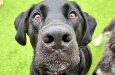 black lab looking at camera on green turf