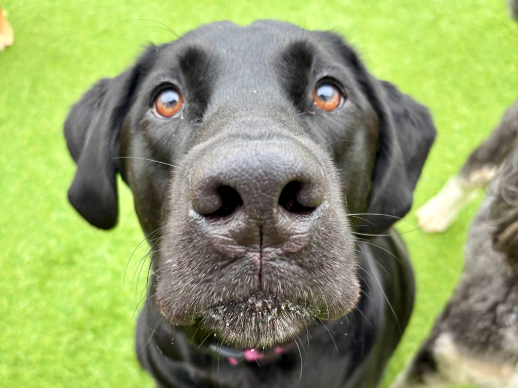 black lab looking at camera on green turf
