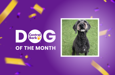 Smiling schnoodle on green turf