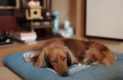 Why Is My Dog Tired After Daycare?
