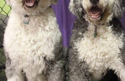 Congrats, Bristol & Chelsea !