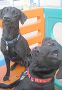 Congrats, Bella & Harley!